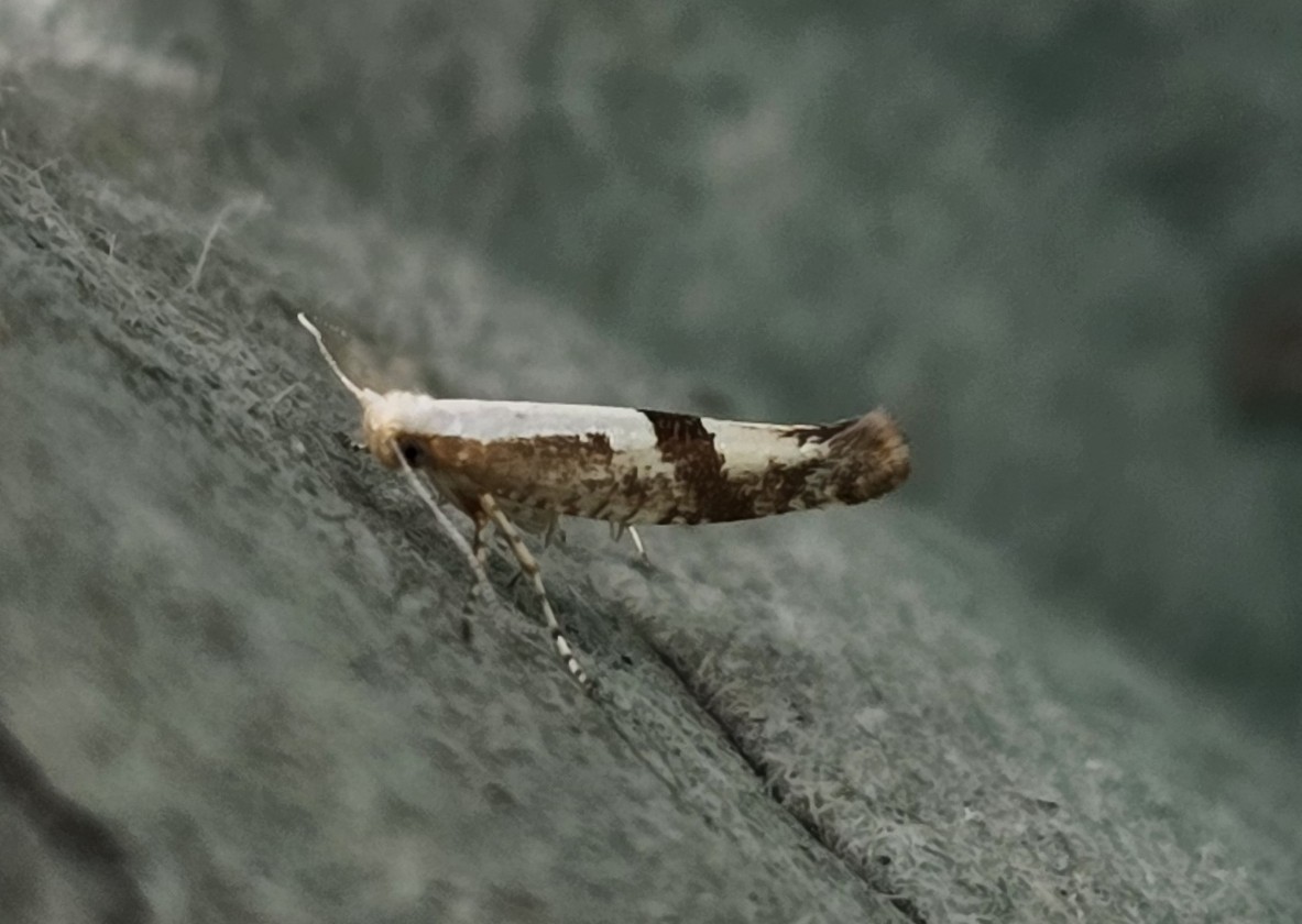 Photo of Cherry Fruit Moth (Argyresthia pruniella)